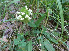 Prunella laciniata