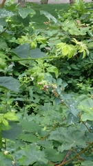 Syrphidae