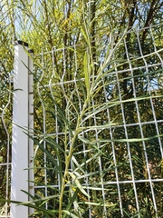 Gomphocarpus fruticosus