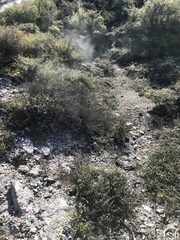 Kunzea tenuicaulis