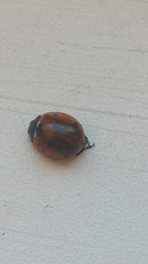 Coccinella septempunctata