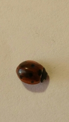 Coccinella septempunctata