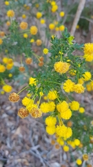 Acacia lateriticola