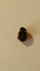 Coccinella septempunctata