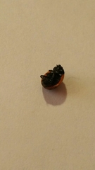 Coccinella septempunctata
