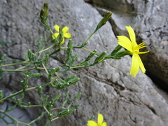 Lactuca viminea