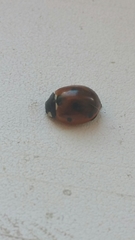 Coccinella septempunctata