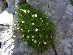 Silene saxifraga