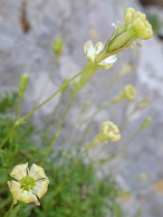Silene saxifraga