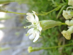 Silene saxifraga