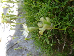 Silene saxifraga