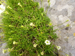 Silene saxifraga