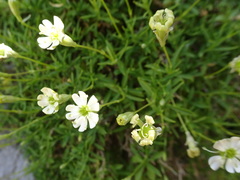 Silene saxifraga