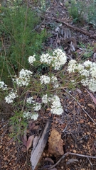 Hakea lissocarpha