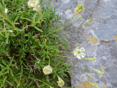 Silene saxifraga