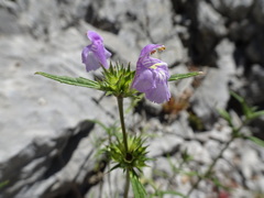 Galeopsis angustifolia