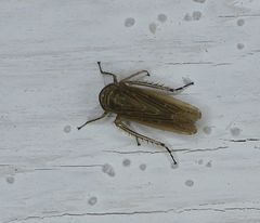 Paramesus major
