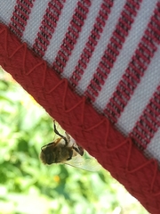 Apis mellifera