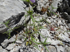 Galeopsis angustifolia