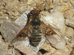 Thyridanthrax elegans