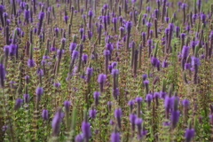 Pogostemon deccanensis