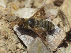 Thyridanthrax elegans