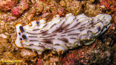 Dermatobranchus gonatophorus