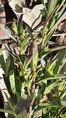 Polygala triflora