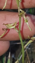 Arthrochilus prolixus