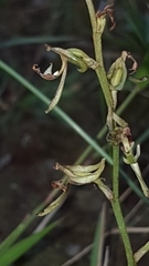 Arthrochilus prolixus