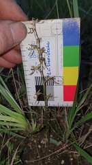 Arthrochilus prolixus