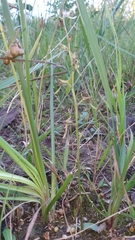 Arthrochilus prolixus