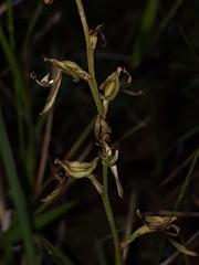 Arthrochilus prolixus