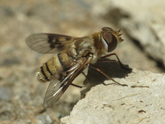 Thyridanthrax elegans