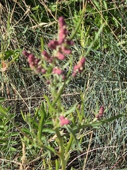 Atriplex littoralis