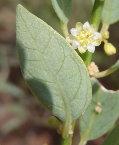 Common lightning bush (Clutia pulchella)