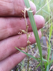 Arthrochilus prolixus