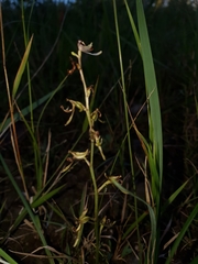 Arthrochilus prolixus