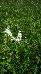 Filipendula vulgaris