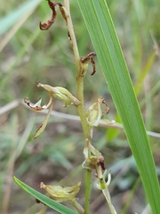 Arthrochilus prolixus