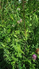Filipendula vulgaris