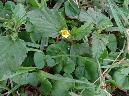 Malvastrum coromandelianum image