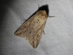 Mythimna decisissima