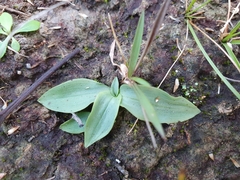 Arthrochilus prolixus