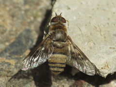 Thyridanthrax elegans