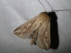 Mythimna decisissima