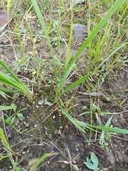 Arthrochilus prolixus