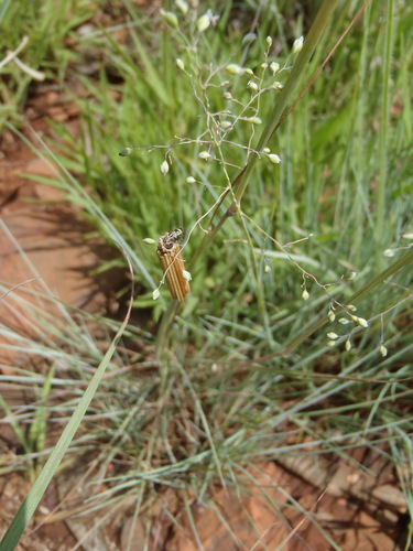 Image of Trichanthecium natalense by (c) Nicola van Berkel, some rights reserved (CC BY-SA)