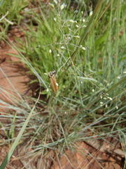 Trichanthecium natalense