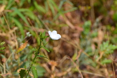 Hibiscus hirtus